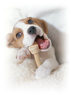 ���U�������ł����C�y�ɂ��\���t�����������I