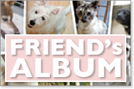 FRIEND's ALBUM